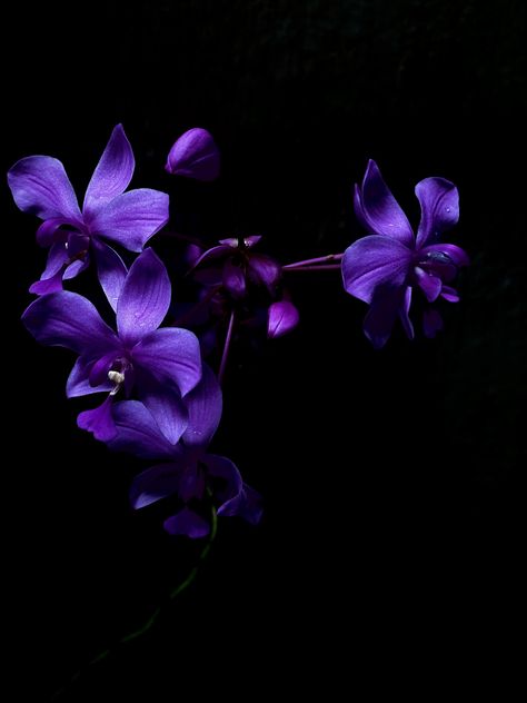 purple Orchid Purple Aesthetic, Purple Orchid Aesthetic, Purple Flowers Aesthetic, Orchids Purple, Watch Backgrounds, Dark Purple Flowers, Wallpaper Purple, Orchid Purple, Purple Orchids