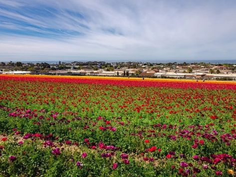 The Flower Fields To Soon 'Spring Into Color' In San Diego County | Carlsbad, CA Patch Carlsbad Flower Fields, Million Flowers, Outdoor Music, First Day Of Spring, Groundhog Day, San Diego County, Music Performance, The Ranch, Flower Field