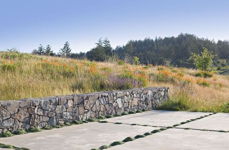 stone wall, concrete patio with Creeping Thyme in joints, set into native Northern California landscape.  Landscape architect Bernard Trainor Bernard Trainor Landscapes, Stacked Stone Retaining Wall, Bernard Trainor, Low Stone Wall, Elfin Thyme, Nature Scape, Wall Concrete, Dry Stack Stone, Creeping Thyme