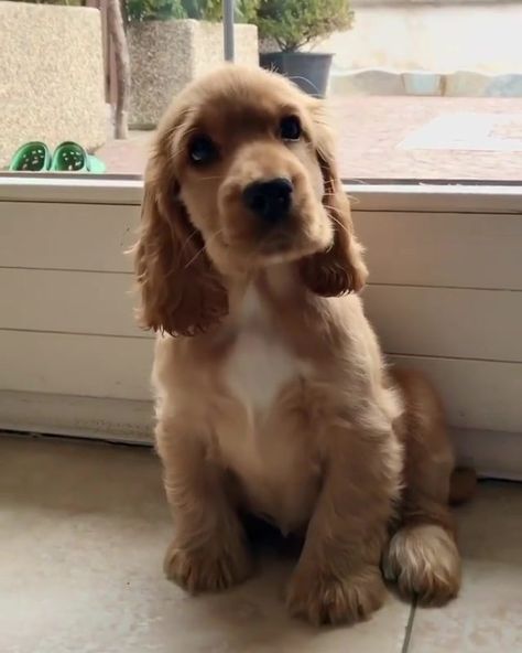 Golden English Cocker Spaniel, Blond Cocker Spaniel, Golden English Cocker Spaniel Puppy, Mini Cocker Spaniel, Blonde Cocker Spaniel Puppies, Gold Cocker Spaniel, Orange Cocker Spaniel, Cocker Spaniel Puppies Brown, Golden Cocker Spaniel Puppies