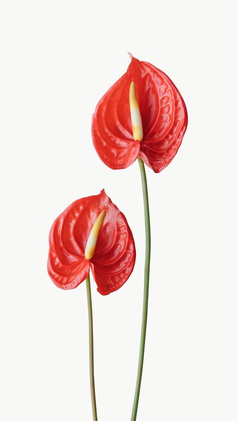 Rose Flowers Drawing, Decoration Craft Ideas, Pot Drawing, Red Anthurium, Anthurium Flower, Flamingo Flower, Flower Identification, Flowers Drawing, Flower Icons