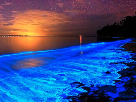 Water And Sunset, Bioluminescent Plankton, Cocoa Beach Florida, Porto Rico, Light Pollution, Cocoa Beach, Baby Turtles, Photography Beauty, Sunset Photos