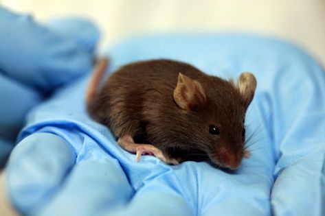 One reason mouse studies often don’t translate to humans very well Mefenamic Acid, Dna Methylation, Animal Experiments, Blood Pressure Medicine, Blood Pressure Food, Increase Blood Pressure, Blood Pressure Chart, Levels Of Consciousness, Human Brain