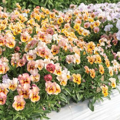 Nature™ Antique Shades - (F1) Viola Seed | Johnny's Selected Seeds Johnny Jump Up, Cream Caramel, Mauve Blush, Shade Flowers, Plant Spacing, Spring Bouquet, Elegant Color, Fresh Cut Flowers, Blooming Rose