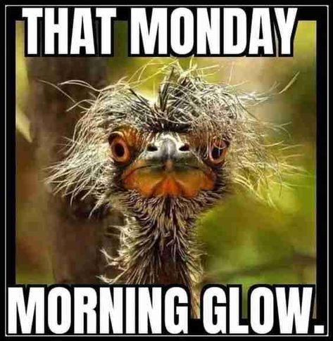 Collection of Best Manic MONDAY MEMES 2023 - Guide For Geek Moms Happy Monday Quotes, Monday Morning Quotes, Funny Day Quotes, Morning Memes, Good Morning Funny Pictures, Monday Memes, Monday Humor, Funny Good Morning Quotes, Morning Quotes Funny