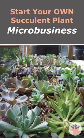 How To Start A Plant Nursery, Selling Succulents At Markets, Plant Selling Business, How To Sell Plants, Succulent Business Ideas, Small Plant Business Ideas, Starting A Plant Business, Plant Selling Ideas, Small Plant Business