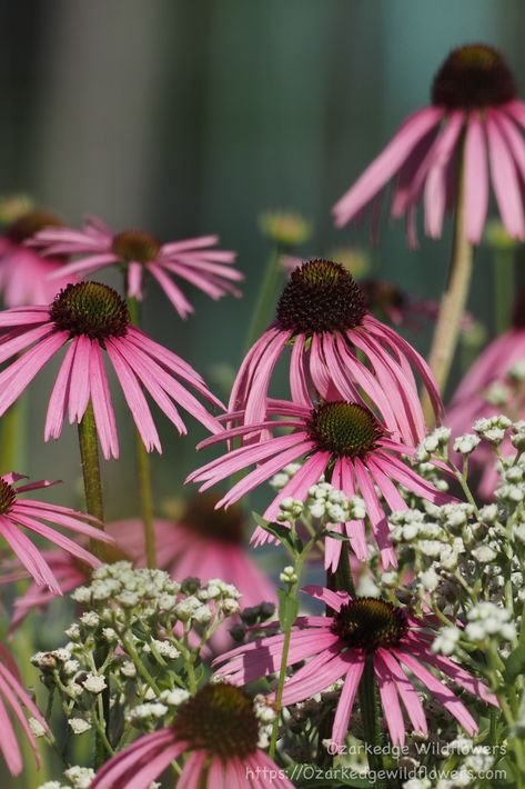 Coneflower Wedding Bouquet, Coneflower Bouquet, Arkansas Wildflowers, Wild Quinine, Prairie Coneflower, Missouri Ozarks, Spring Wildflowers, Wildflower Garden, Wildflower Bouquet