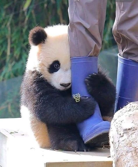 Funny Panda Pictures, Baby Pandas, Baby Panda Bears, Panda Eyes, Cute Small Animals, Panda Funny, Little Animals, Paws And Claws