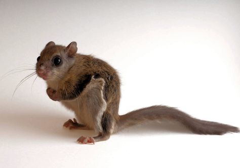 Baby Flying Squirrel, Flying Squirrel, Art Classes, Baby Animals, Photographer, Animals