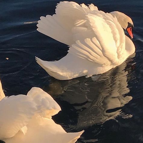 Swans, Water, White