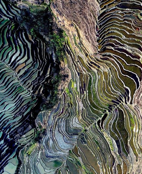 Yuanyang Hani Rice Terraces, Yunnan province, China Rice Terraces, Terrace, Rice, China