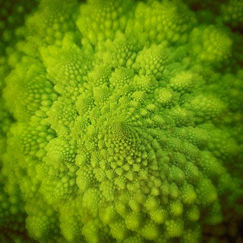 Romanesco Broccoli Fractal Gif, Food Gifs, Romanesco Broccoli, Loop Gif, Geometry In Nature, Polish Artist, Inanimate Objects, Motion Graphics Design, Gif Pictures