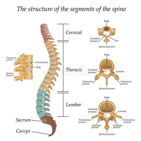 Diagram of a human spine with the name and description of all sections and segme , #spon, #spine, #description, #Diagram, #human, #sections #ad Thoracic Vertebrae, Spinal Column, Spinal Decompression, Human Spine, Spine Pain, Spinal Nerve, Pinched Nerve, Spine Surgery, Human Skeleton