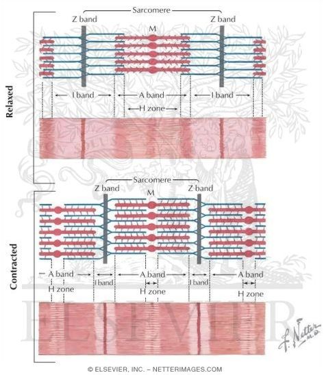 sarcomere4 Sarcomere Model, Actin Myosin, Human Body Vocabulary, Muscular System Anatomy, Financial Blessings, Cells Project, Basic Anatomy And Physiology, Exercise Physiology, Biomedical Science