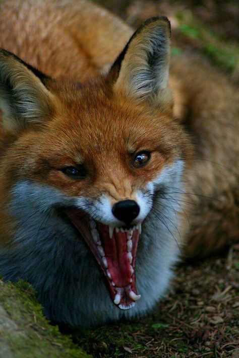 Roarrrrr! Fox Growl, Fox Snarling, Fox Screaming, Fox Mythology, Angry Fox, Fox Playing, Fuchs Baby, Vulpes Vulpes, Fantastic Fox