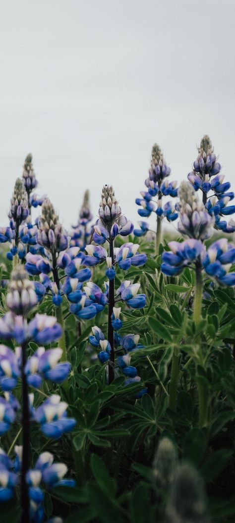 Texas Phone Wallpaper, Blue Bonnet Wallpaper, Bluebonnet Wallpaper Iphone, Blue Lupine Flowers, Bluebonnets Aesthetic, Blue Spring Wallpaper Iphone, Bluebonnet Background, Bluebonnet Wallpaper, Texas Wallpaper Iphone