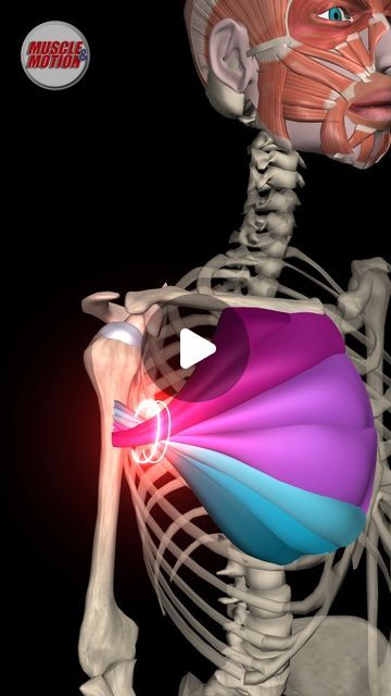 Muscle Actions Anatomy, Pectoralis Major, 3d Anatomy, Medical Animation, Pectoral Muscles, Anatomy Models, Muscle Anatomy, Major Muscles, Body Strength