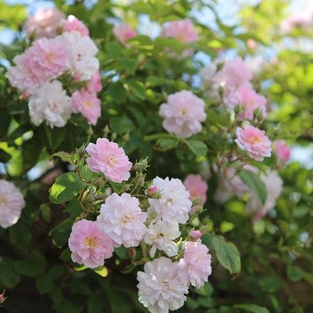 Rosa Paul's Himalayan Musk Musk Rose, Plant Types, Rambling Rose, Perennial Bulbs, Crocus Flower, Organic Mulch, Christmas Plants, Indoor Plant Care, Image Nature