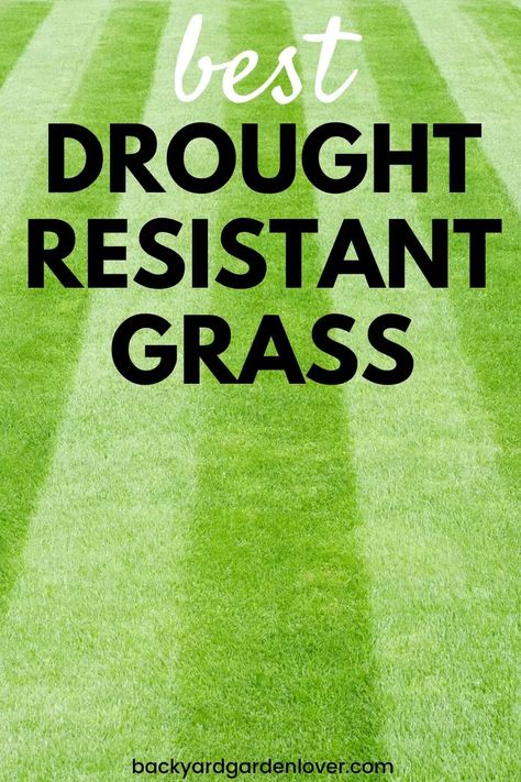 Summers can be hard on your lawn. If you're looking for the best drought resistant grass, you'll find it here. #lawn #landscape #grass #greengrass #droughtresistant #landscaping Fescue Grass Lawn, Best Grass Seed Lawn, Drought Resistant Grass, Drought Tolerant Grass, Best Grass Seed, Fescue Grass, Lawn Ideas, Seeding Lawn, Lawn Landscape