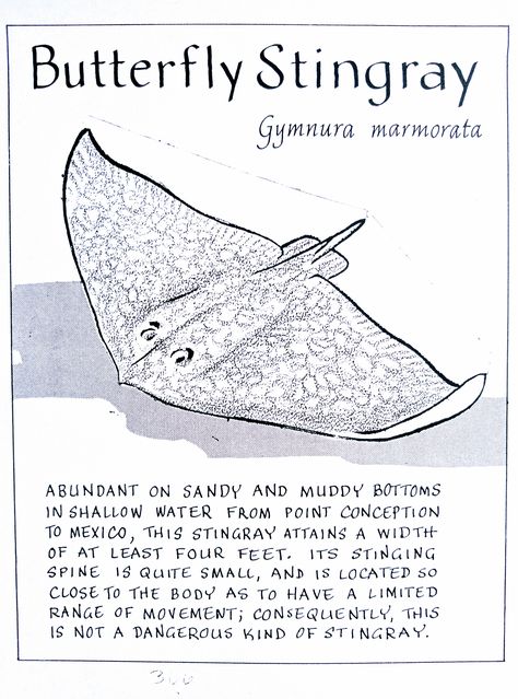 Marine Biologist Room Decor, Stingray Facts, Shark Notebook, Stingray Poster, Oceanography Marine Biology, Animal Infographic, Shark Facts, Field Journal, Ocean Room