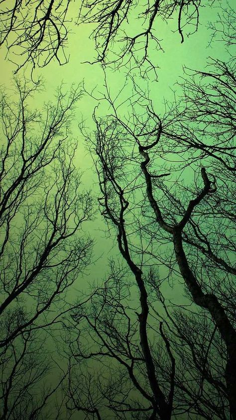 10 Wallpapers With Awesome Trees for the iPhone 6! - Imgur Green Halloween Wallpaper, Halloween Bujo, Branch Wallpaper, Hd Aesthetic, Helloween Wallpaper, Dark Green Wallpaper, Vintage Wallpapers, Halloween Colors, Iphone 5 Wallpaper