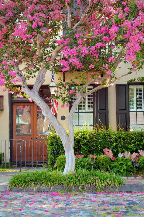 crepe myrtle on Tradd Street, Charleston, SC Gardening Flowers Ideas, Garden Flower Ideas, Garden Flowers Ideas, Crepe Myrtles, Charleston Gardens, Background Photo Studio, Decent Wallpapers, Garden Background, Gardens Flowers