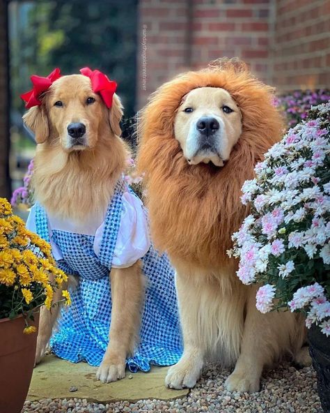 Dog Costumes Homemade, Wizard Of Oz Dog, Golden Retriever Hunting, Golden Retriever Halloween Costume, Baby Dog Costume, Golden Retriever Costume, Cute Dog Halloween Costumes, Golden Retriever Halloween, Funny Dog Clothes