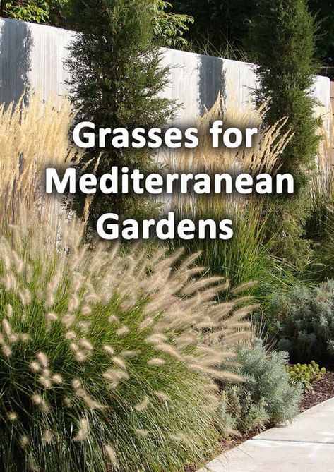 10 Amazing grasses for Mediterranean Garden Designs - BUCKINGHAMSHIRE LANDSCAPE GARDENERS Front Yard Christmas, Modern Mediterranean Garden, Lawn Edging Ideas, Mediterranean Landscape Design, Mediterranean Gardens, Mediterranean Garden Design, Coastal Landscaping, Tuscan Garden, Spanish Garden