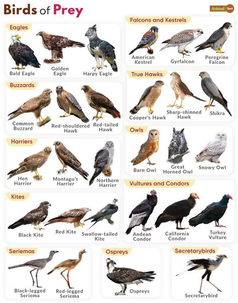 Snake Anatomy, Birds Name List, Backyard Birds Watching, Animal Infographic, Pig Breeds, Bird Facts, List Of Names, Natural Philosophy, Bird Identification