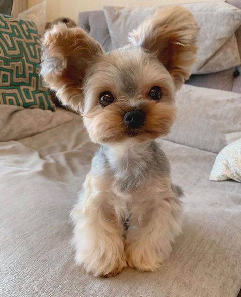 15 Pictures Only Yorkie Owners Will Think Are Funny | Page 4 of 5 | The Dogman Yorkie Poo Haircut, Yorkie Puppy Haircuts, Haircut Female, Yorkie Haircut, Yorkie Hair, Yorkie Haircuts, Teacup Yorkie Puppy, Dog Haircuts, Yorkie Terrier