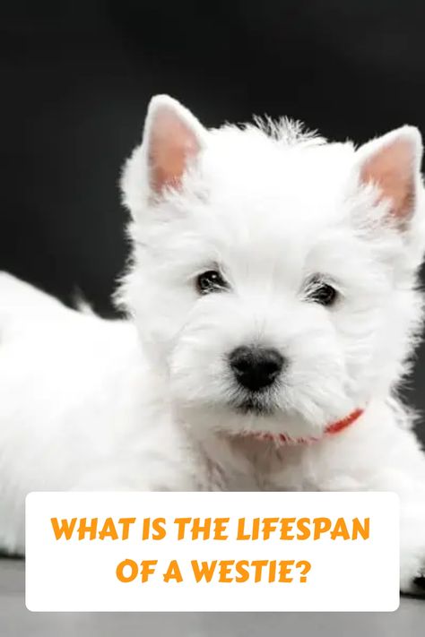 s and their lifespan. The West Highland White Terrier, also known as the Westie, is a small breed of dog that typically weighs between 15 and 20 pounds and stands around 10 inches tall. If you're considering adding a Westie to your family, you may be wondering how long they tend to live. While there's no definitive answer, the average lifespan for a Westie is generally between 12 and 16 years. Westie Puppy Haircut, Westie Dogs West Highland Terrier, Westie Haircut, Westies Puppies, Funny Westies, Westie Puppies For Sale, West Highland Terrier Puppy, Puppy Haircut, Westie Puppies