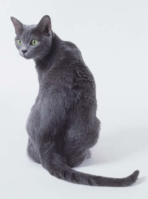 Lovely grey cat. Korat Cat, Beautiful Kittens, Korat, Russian Blue Cat, Grey Cat, Cat Training, Puppies Funny, Russian Blue, Cat Aesthetic