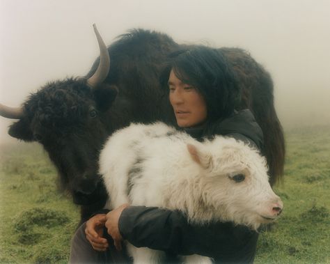 In Tibet, white is associated with milk and yogurt, givers of life, billowing clouds and snow lions. White is longevity; exemplified in White Tara, the bodhisattva of long life and in the white hair of the elderly, celebrating their power to defy the years. White is also purity, like newly fallen snow. Khatas, the scarves offered as greetings or shows of respect on auspicious occasions, are also white. Animal Portrait Photography, White Hair Painting, People With Animals, Animals In Snow, Cat In The Snow, Animals Reference, Snow Lion, White Tara, Snow People