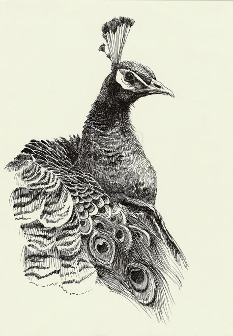 Black Pen Art, Peacock Drawing, Ballpoint Pen Art, Pen Art Work, Stippling Art, Animal Illustration Art, Animal Drawings Sketches, Pencil Sketch Images, Art Sketches Doodles