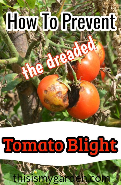 Tomatoes Plants Problems, Tomato Blight, Pruning Tomato Plants, Tomato Disease, Plant Tomatoes, Growing Tomato, Tomatoes Growing, Tomato Pruning, Potato Tower