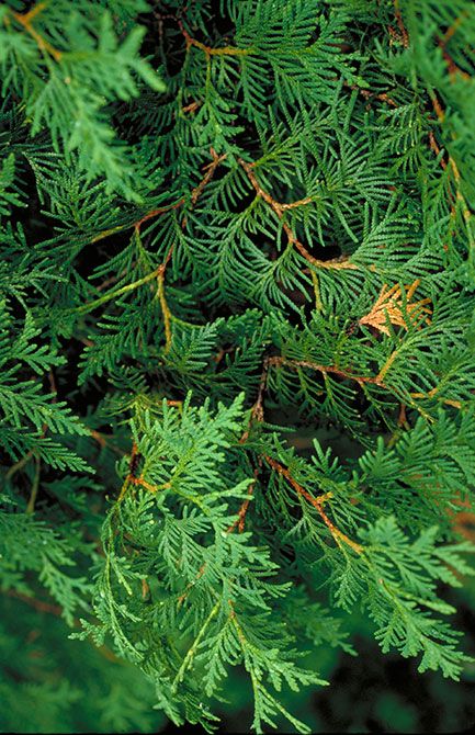 Northern white cedar (Thuja occidentalis) | Minnesota DNR Michigan Garden, Cedar Plant, Tree Landscaping, Forest Therapy, Michigan Gardening, Northern White Cedar, Thuja Occidentalis, Flower Language, Cedar Tree