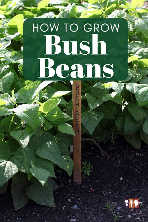 Growing Bush Beans, Garden Grid, Growing Corn, Garden Prepping, Bush Garden, Bean Plant, Bush Beans, Plant Diseases, Edible Landscaping