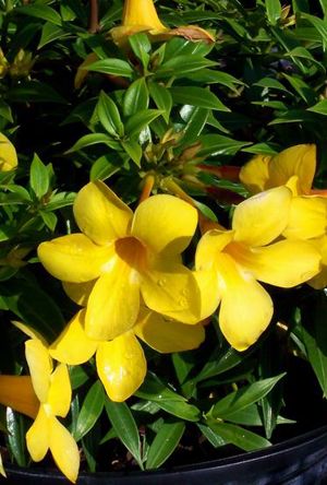 thai alamanda yellow bell Alamanda Plant, Alamanda Flower, Garden Design Tropical, Thai Garden, Garden Construction, Fabrication Work, Yellow Nature, Bell Flowers, Buttercup Flower