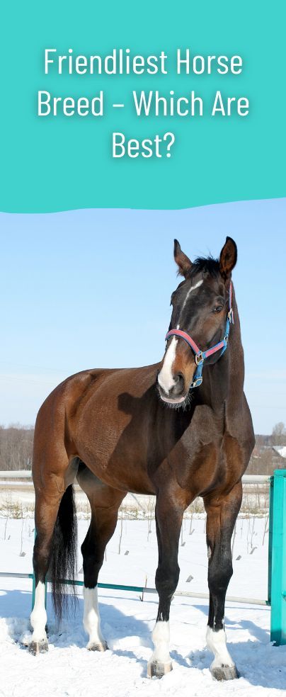 Connemara Pony, Pull Wagon, Equine Therapy, Equestrian Events, Morgan Horse, Types Of Horses, American Quarter Horse, Western Riding, Horse Owner