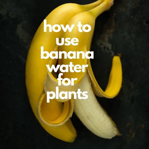 how to use banana water for plants Banana Water For Plants, Banana Water, Garage Organization Tips, Banana Benefits, Natural Fertilizer, Banana Peel, Fertilizer For Plants, Organic Plants, Lemon Tree