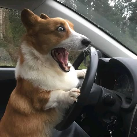 Corgi Facts, Corgi Puppy, Cute Corgi, Corgi Dog, Funny Animal Memes, Dog Sitting, Cool Pets, Anime Meme, Funny Animal Pictures