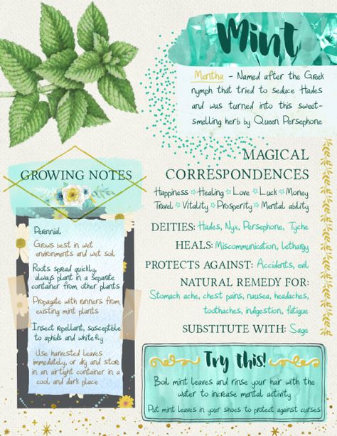 Witch Notes, Magickal Herbs, Tarot Significado, Witch Herbs, Broom Closet, Green Witchcraft, Magia Das Ervas, Witch Garden, Grimoire Book