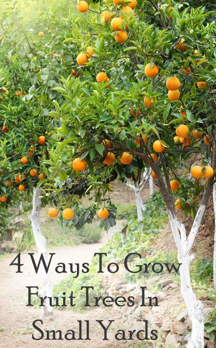 Trees Backyard, Fruit Trees Backyard, Orchard Garden, Growing Fruit Trees, Small Yards, Astuces Diy, Garden Mini, God Mat, Growing Fruit