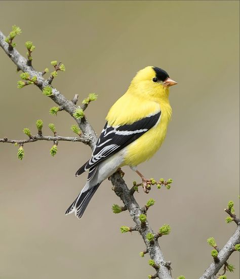 American Gold Finch, Goldfinch Photography, Golden Finch, Gold Finch Bird, Yellow Finch Bird, Yellow Finch Painting, Finch Drawing, Michigan Birds, Finch Bird