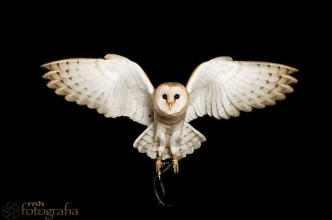 Barn owl in flight. Barn Owl Tattoo, Owl Tat, Fly Drawing, Flying Bird Tattoo, Owl Wings, Flying Tattoo, Barn Owls, Bird Flying, Owl Photos