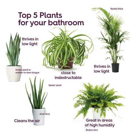 Best plants for bathrooms Uk Plants, Best Bathroom Plants, Mother In Law Tongue, نباتات منزلية, Best Plants, Inside Plants, Best Indoor Plants, Bathroom Plants, Plant Decor Indoor