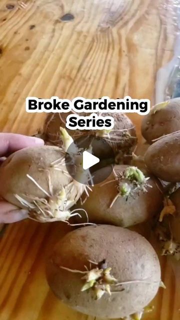 Karee upendo on Instagram: "Potatoes are the easiest veggie to grow!   #veggiegarden #containergarden #howtogarden  #Growingpotatoes #potatoes" When To Grow Potatoes, Best Way To Grow Potatoes, Growing Potatoes From Potatoes, How To Grow Potatoes, Potato Growing, Potato Gardening, Potato Planters, Grow Potatoes, Easy Veggie