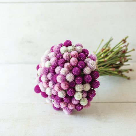 Globe Amaranth, Paper Daisy, Cut Flower Garden, Plant Spacing, Annual Flowers, Fresh Cut Flowers, Flower Display, Amaranth, Bulb Flowers