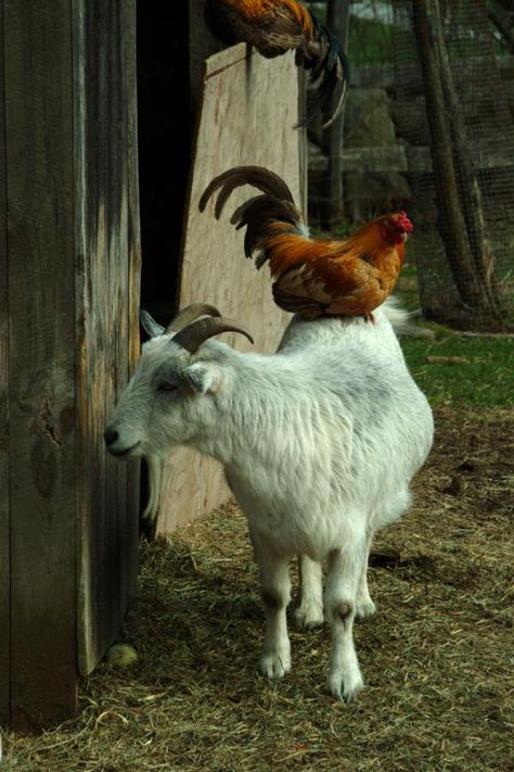 Goat Commune: Raising chickens with goats » Brings up some good points that I wasn't aware of, like the fact that both chickens and goats can spread coccidiosis to each other (that could be devastating to a flock of chickens and a herd of goats)..... Just something to think about Regnul Animal, 동화 삽화, Animals Friendship, Chickens And Roosters, Goat Farming, A Goat, Medieval Period, Down On The Farm, Hobby Farms