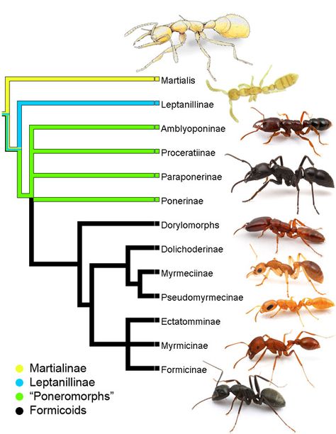 See Next Pin----------------------> I think this was originally saved for Reference - So these aren't the new species Insect Anatomy, Bottles Decoration Wedding, Types Of Ants, Ant Species, Ant Insect, Ant Killer, Diy Pest Control, Bee Illustration, Animal Groups